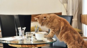 First-Cat-Cafe-Opens-In-Europe-1